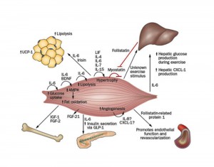 Muscle secretome