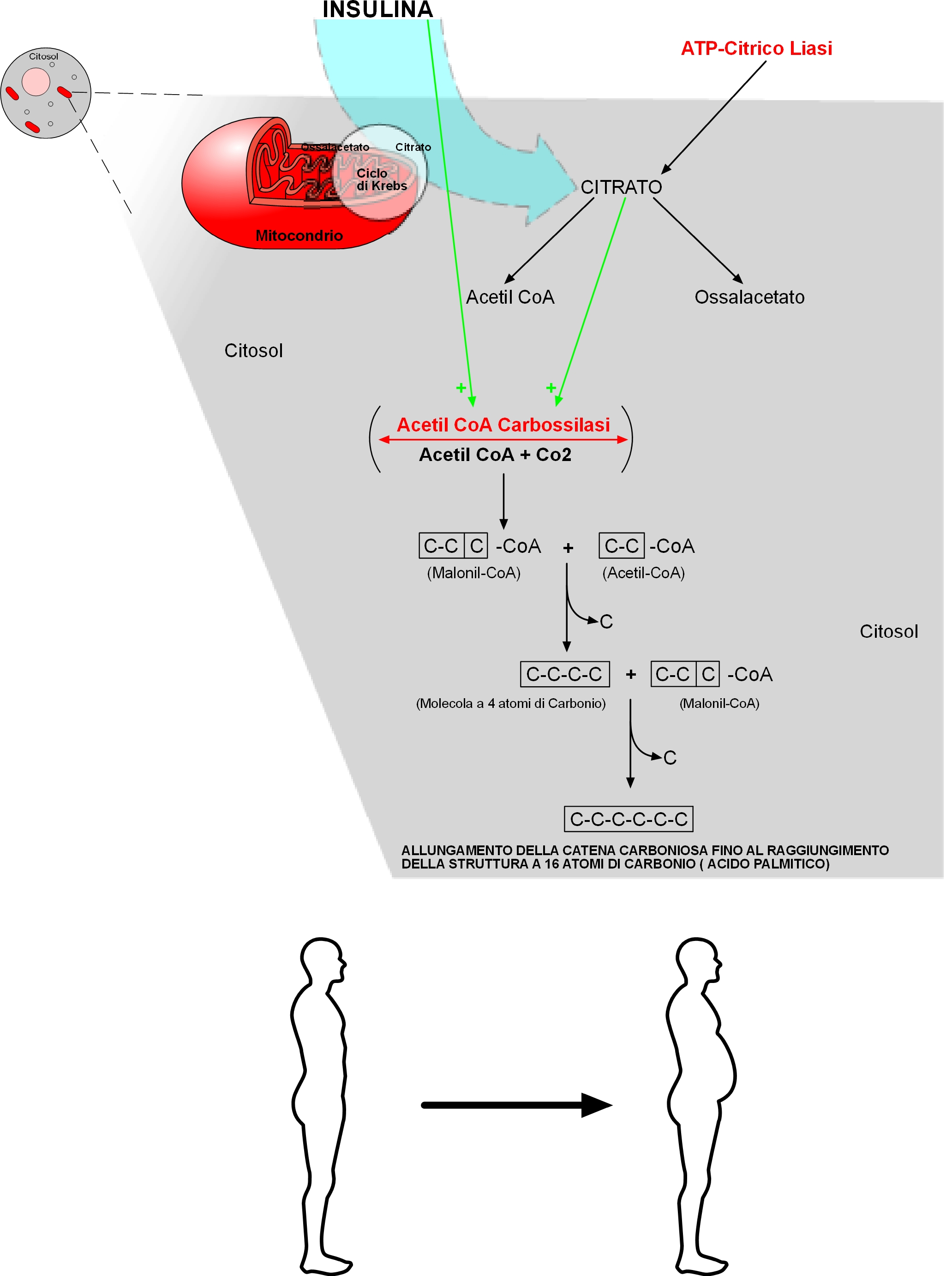 Proteine
